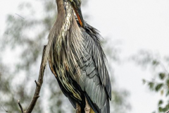 Michael-Chin-O5-Blue-Heron