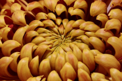 Greg-Meloche-Greg-M-Macro-5