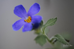 Michael-CHIN-CC-1-Bacopa-H