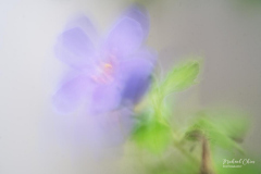 Michael-CHIN-CC-2-Bacopa-2-H