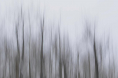 Brenda-Luciuk-Aspen