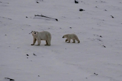 Brenda-Luciuk-Polar-Bears-3