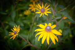 Chuck-Vaugeois-Petals-of-Sun