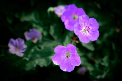 Chuck-Vaugeois-Whispers-of-Violet