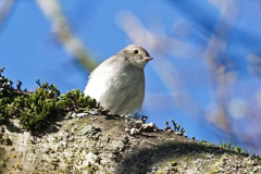 Dorothy-dorothy_1_Open-Gallery-DSC05520-Taiga-Flycatcher1