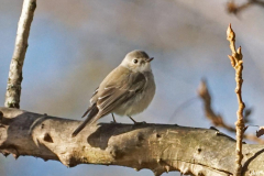 Dorothy-dorothy_1_Open-Gallery-DSC05561-Taiga-Flycatcher2