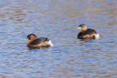 Dorothy-dorothy_1_Open-Gallery-DSC07167-Pied-billed-Grebes1
