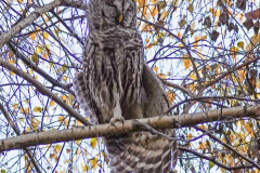 Dorothy-dorothy_1_OpenGallery-DSC05275-Barred-Owl1