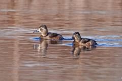 Dorothy-dorothy_2_Open-Gallery-DSC07892-Ring-necked-Ducks-f1