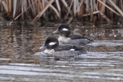 Dorothy-dorothy_2_Open-GalleryDSC06712-Fem.-Buffleheads1
