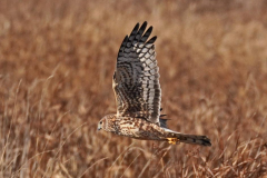 Dorothy-dorothy_3_Open-Gallery-DSC06768-Northern-Harrier2