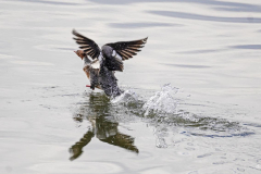 Dorothy-dorothy_3_Open-Gallery-DSC08861-Fem.-Common-Merganser1