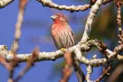 Dorothy-dorothy_4_Open-Gallery-DSC06805-House-Finch1