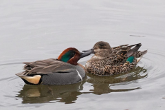 Dorothy-dorothy_4_Open-Gallery-DSC08970-Pair-of-Green-winged-Teal1