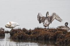 Dorothy-dorothy_5_Open-Gallery-DSC06959-Juvenile-Trumpeter-Swans2