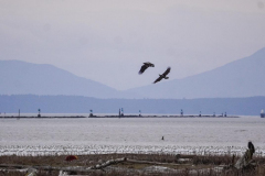 Dorothy-dorothy_5_Open-Gallery-DSC09799-Snow-Geese-Bald-Eagles1