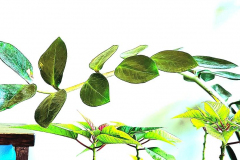 Kirby-Wang-20260217_150139ZZPlant3-mpc