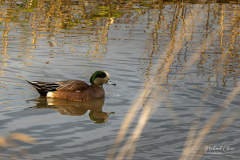 Michael-CHIN-American-Widgeon-1-2