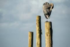Michael-CHIN-Great-blue-heron-preening