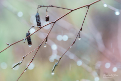 Michael-CHIN-Male-catkins-of-alder-tree