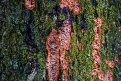 Michael-Chin-01-Open-Tree-bark