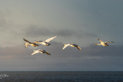 Michael-Chin-04-Open-Trumpeter-swans