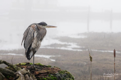 Michael-Chin-05-Open-Great-blue-heron-BS