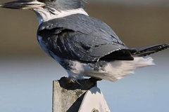 Norm-Ingram-BBKingFisher