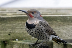 Paul-Rennie-Flicker-in-back-yard