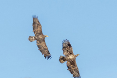 Paul-Rennie-Juvenile-eagles-in-flight1