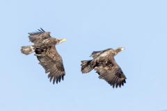 Paul-Rennie-Juvenile-eagles-in-flight2