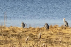 Paul-Rennie-Many-Great-Blue-herons