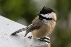 Paul-Rennie-Puffed-up-Chickadee