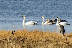 Paul-Rennie-Swans-at-Terra-Nova