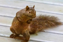 Paul-Rennie-Tough-Squirrel