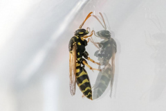 Paul-Rennie-WAsp-dancing-with-its-shadow-in-window