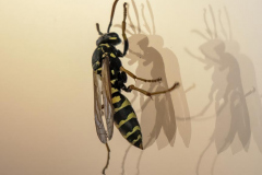 Paul-Rennie-Wasp-and-shadows