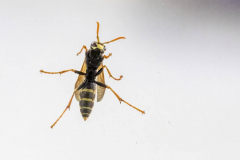 Paul-Rennie-Yellow-jacket-wasp