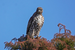 Dorothy-dorothy_1_OpenGallery-DSC00014-Red-tailed-Hawk1