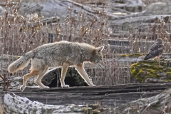 Dorothy-dorothy_3_OpenGallery-DSC00692-Coyote-Northern-Harrier2
