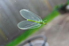 Dorothy-dorothy_4_OpenGallery-IMG_9824-Green-Lacewing1