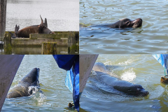 Dorothy-dorothy_5_OpenGallery-Sea-Lion-in-Steveston1