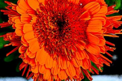 Kirby-Wang-20250703_201405Floral5Rd-mpc