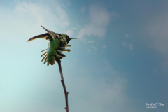 Michael-CHIN-Anna-hummingbird-WD