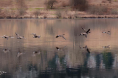 Michael-CHIN-Canada-geese-flying-over-Deer-Lake-DLP