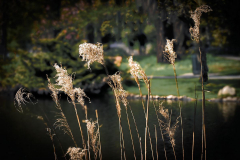 Chuck-Vaugeois-Beacon-Hill-Park-2026-01