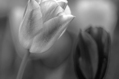 Michael-CHIN-05-Open-01-Tulip-Granville-Ave