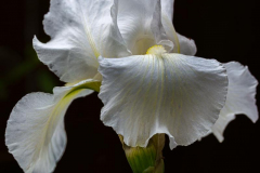 Michael-CHIN-05-Open-03-Iris