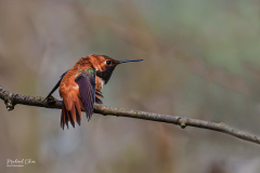 Michael-CHIN-05-Open-04-Hummingbird