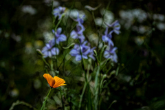 Klaas-Focker-Klaas-open-Gallery-4-2